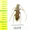 Cerambycidae sp.  South Africa Rep. - INSECTS-STORE.RU