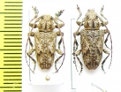 Cerambycidae sp., pair  Gabon - INSECTS-STORE.RU