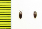 Mycetophagidae sp.  Malaysia - INSECTS-STORE.RU