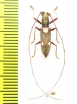 Olenecamptus sp.  Malaysia, Borneo - INSECTS-STORE.RU