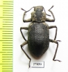Tenebrionidae sp.  Indonesia, Sumatra - INSECTS-STORE.RU