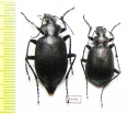 Calosoma cyanescens, pair  Russia, Far East - INSECTS-STORE.RU
