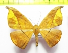 Geometridae sp.  Bolivia - INSECTS-STORE.RU