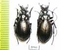 Carabus (Pseudocranion) sackeni gamisiensis, pair  China - INSECTS-STORE.RU