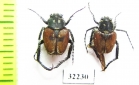 Hopliini sp.  South Africa Rep. - INSECTS-STORE.RU