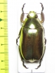 Chrysina argenteola  Ecuador - INSECTS-STORE.RU