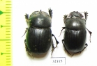 Copris sp., pair  South Africa Rep. - INSECTS-STORE.RU