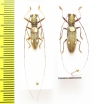 Olenecamptus sp., pair  Malaysia, Borneo - INSECTS-STORE.RU