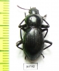 Tenebrionidae sp.  Australia - INSECTS-STORE.RU