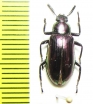 Tenebrionidae sp.  Malaysia, Borneo - INSECTS-STORE.RU