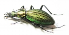 Carabus (Acoptolabrus) gehinii  Japan - INSECTS-STORE.RU