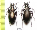 Carabus (Pseudocranion) sackeni remondianus, pair  China - INSECTS-STORE.RU