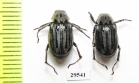 Melolonthinae sp.  Panama - INSECTS-STORE.RU