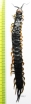 Myriapoda sp.  South Africa Rep.  110mm - INSECTS-STORE.RU