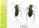 Cylindera kaleea, pair  China, Sichuan prov. - INSECTS-STORE.RU