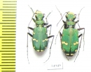 Cicindela desertorum, pair  Armenia - INSECTS-STORE.RU