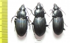 Carabidae sp.  Madagascar - INSECTS-STORE.RU