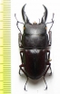 Dorcus saiga ceramensis  Indonesia, Ceram isl.  43mm - INSECTS-STORE.RU