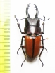Prosopocoilus bruijni pelengensis  Indonesia, Sulawesi  40mm - INSECTS-STORE.RU