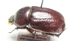 Dynastinae sp.  Madagascar - INSECTS-STORE.RU