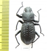 Tenebrionidae sp.  Australia - INSECTS-STORE.RU