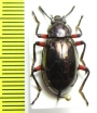 Tenebrionidae sp.  Malaysia, Borneo - INSECTS-STORE.RU