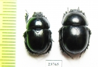 Trypocopris ? vernalis appeninicus  Italy - INSECTS-STORE.RU