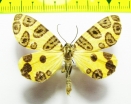 Geometridae sp.  Bolivia - INSECTS-STORE.RU