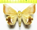 Noctuidae sp.  Nepal - INSECTS-STORE.RU
