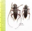 Cerambycidae sp., pair  Paraguay - INSECTS-STORE.RU