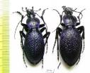 Carabus (Megodontus) caelatus dalmatinus, pair  Croatia - INSECTS-STORE.RU