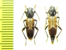 Xylotrechus hircus, pair  Russia, Far East - INSECTS-STORE.RU