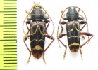 Plagionotus pulcher, pair  Russia, Far East - INSECTS-STORE.RU