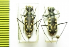 Cicindelinae sp., pair  Panama - INSECTS-STORE.RU