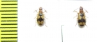 Carabidae sp.  South Africa Rep. - INSECTS-STORE.RU