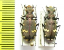Cicindela talyschensis  Azerbaijan - INSECTS-STORE.RU