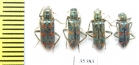 Trichodes sp.  Uzbekistan - INSECTS-STORE.RU