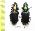 Trigonotoma nitidicollis, pair  Thailand - INSECTS-STORE.RU