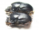 Bubas bubaloides, pair  Israel - INSECTS-STORE.RU
