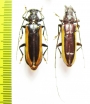 Cerambycidae sp., pair  Peru - INSECTS-STORE.RU