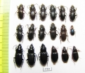 Carabidae sp.  Tajikistan - INSECTS-STORE.RU