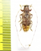 Myagrus vinosus  Malaysia, Borneo - INSECTS-STORE.RU