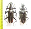 Hoplocerambyx sp., pair  Indonesia, Papua - INSECTS-STORE.RU