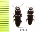 Tenebrionidae sp.  Indonesia, Sumatra - INSECTS-STORE.RU