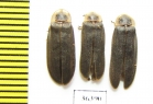 Lampyris noctiluca  Russia, Tver reg. - INSECTS-STORE.RU