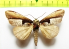 Noctuidae sp.  Nepal - INSECTS-STORE.RU