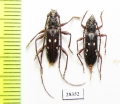 Cerambycidae sp., pair  Paraguay - INSECTS-STORE.RU