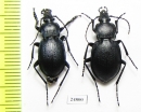 Carabus (Tomocarabus) convexus, pair  Greece - INSECTS-STORE.RU