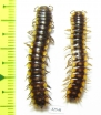 Myriapoda sp.  Turkey - INSECTS-STORE.RU
