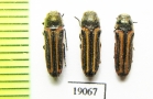 Buprestidae sp.  Argentina - INSECTS-STORE.RU
